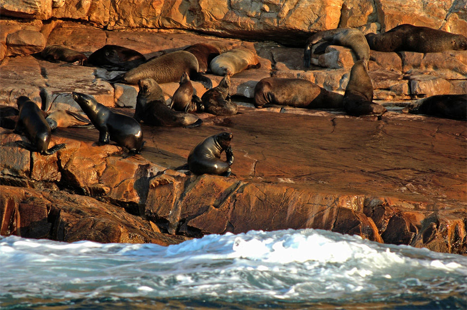 Unsere Seebären leben an der Felsküste vom Robberg Nature Reserve in Plettenberg Bay.