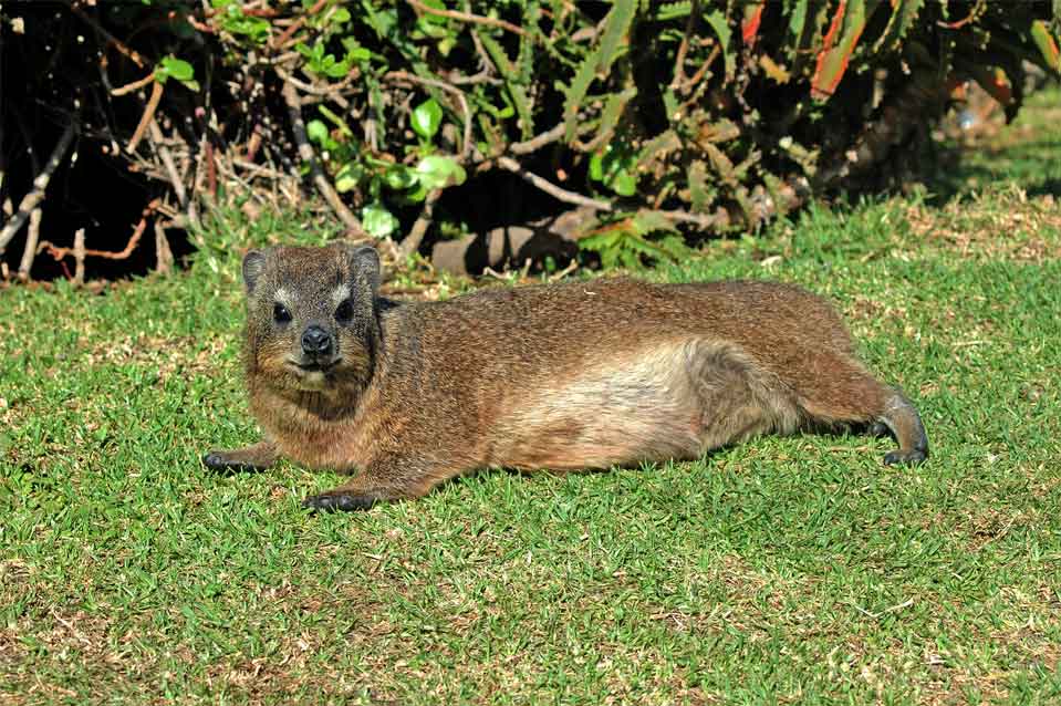 On the way is a Dassie enjoying a sun bath.