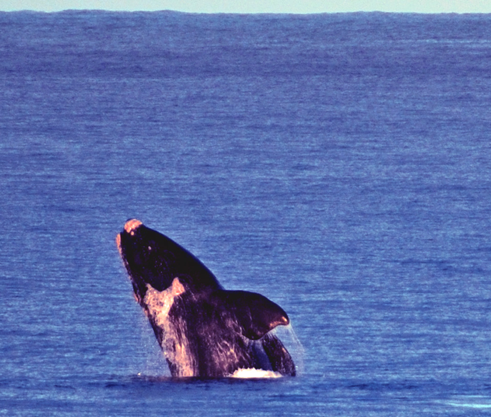 Plettenberg Bay Wale | Springender Südkaperwal in der Bucht von Plettenberg Bay.