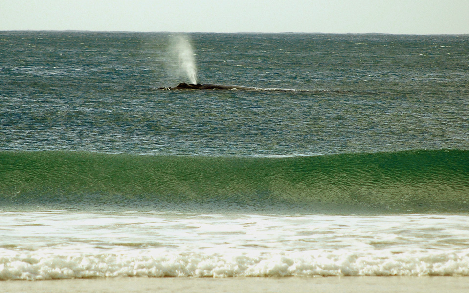 Plettenberg Bay Wale | Hier sieht man ganz deutlich die Ausblaswolke des Südkapers in der Bucht von Plettenberg Bay.