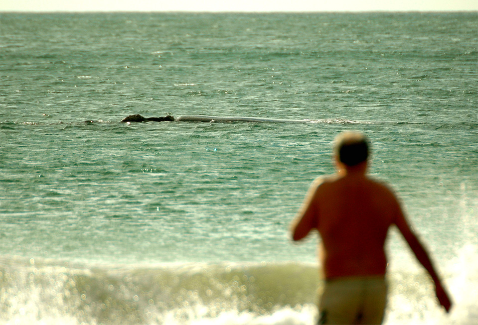 Plettenberg Bay Wale | Ein Mann wird zu dem direkt am Strand liegenden Wal schwimmen.
