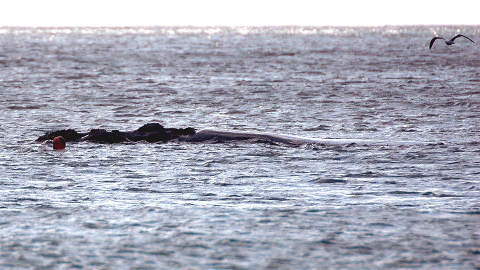 Plettenberg Bay whales | Man and whale (close-up shot) at the Robberg Beach. The man touched the whale…