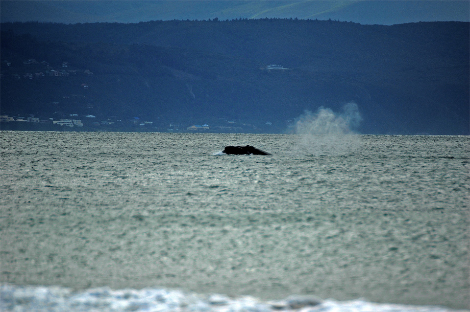 Plettenberg Bay Wale | Man sieht noch die Ausblaswolke des Südkapers in der Bucht von Plettenberg Bay.