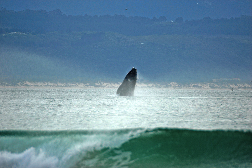 Plettenberg Bay Wale | Ein Südkaperwal wuchtet sich aus dem Wasser in der Bucht von Plettenberg Bay.