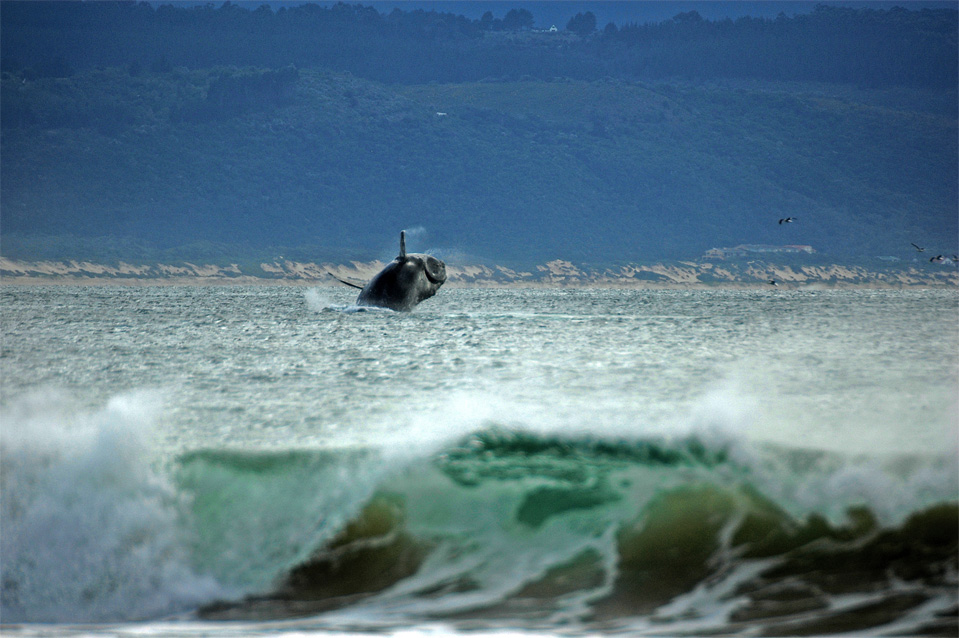 Plettenberg Bay Wale | Springender Wal in der Bucht von Plettenberg Bay. Direkt vom Strand aufgenommen!