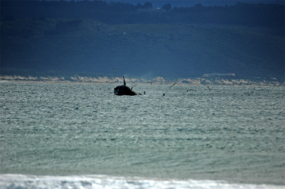 Plettenberg Bay Wale | Springender Wal in der Bucht von Plettenberg Bay.