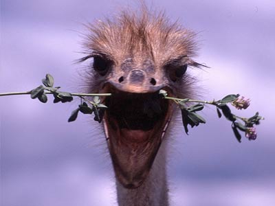 Ostrich Farm