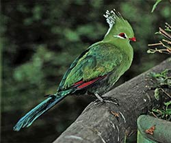 Ein Knysna Lorie in Birds of Eden bei Plettenberg Bay.