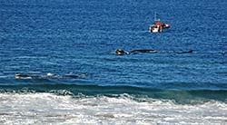 Walbeobachtungen vom Boot und ich vom Strand in Plettenberg Bay.