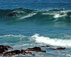 Springende Delfine in der Bucht von Plettenberg Bay.