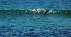 Springende Delfine in der Bucht von Plettenberg Bay.