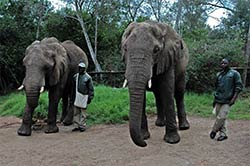 Im Elefant Sanktuary bei Plettenberg Bay.