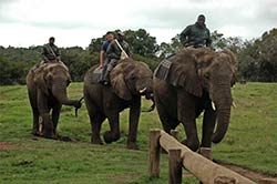 Im Elefant Sanktuary bei Plettenberg Bay.