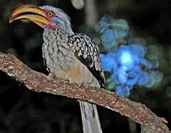 Ein Gelbschnabel Toko in Birds of Eden bei Plettenberg Bay.