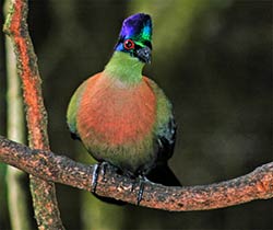 Ein Knysna Lourie in Birds of Eden bei Plettenberg Bay.