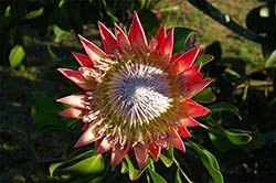 Eine wunderschöne Königs-Protea wächst am Straßenrand von Plettenberg Bay.