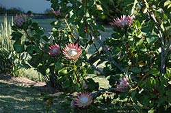 Eine wunderschöne Königs-Protea wächst am Straßenrand von Plettenberg Bay.