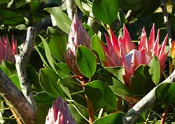 Eine wunderschöne Königs-Protea wächst am Straßenrand von Plettenberg Bay.