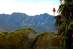 Ein paar Impressionen aus dem Hinterland von Plettenberg Bay.