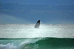 Springender Südkaper-Wal in der Bucht von Plettenberg Bay.