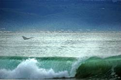 Fluke eines Südkaper-Wales in der Bucht von Plettenberg Bay.