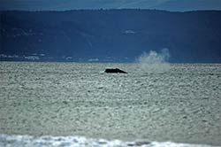 Südkaper-Wal in der Bucht von Plettenberg Bay.