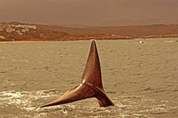 Walfluke in Plettenberg Bay