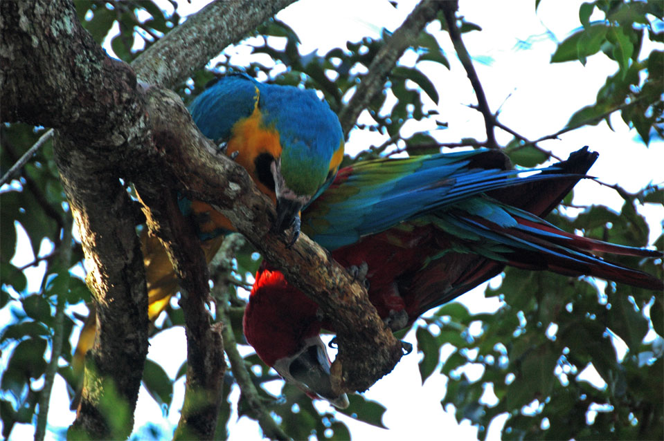 Blue-and-yellow Macaw (Ara ararauna) and a Scarlet Macaw (Ara macao).