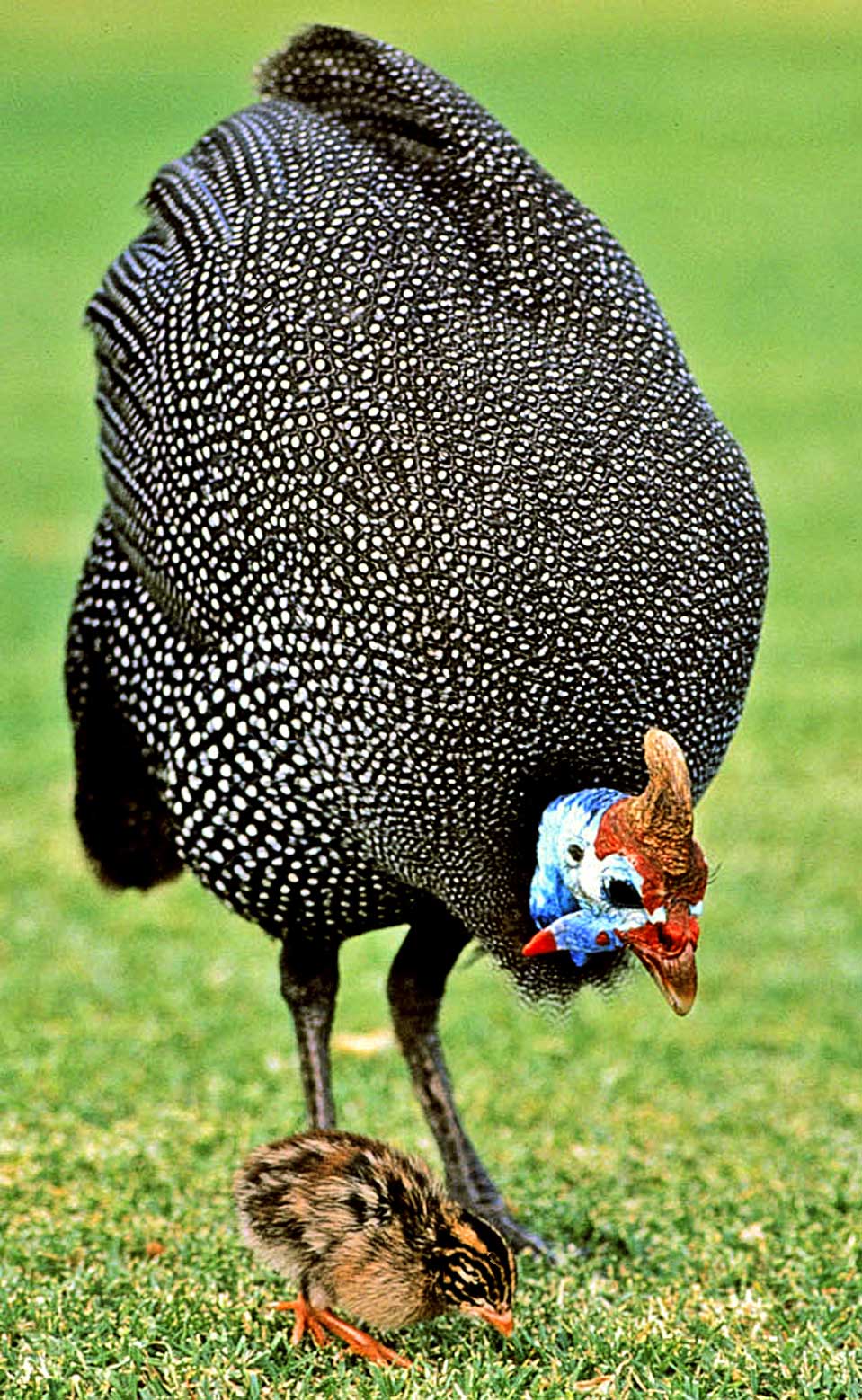 A blue helmeted guinea fowl with its chick. Blue helmeted guinea fowl running free and they visit also our garden.