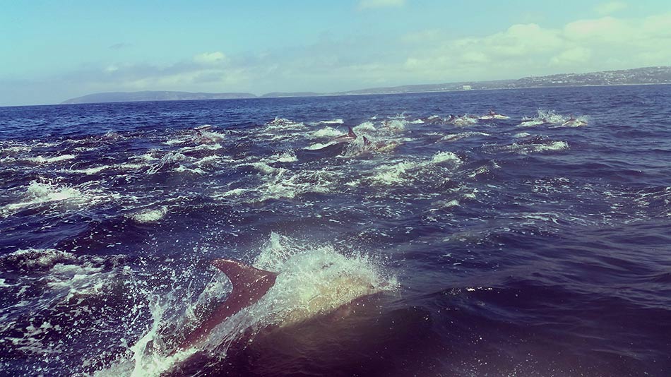 Dolphins - Plettenberg Bay