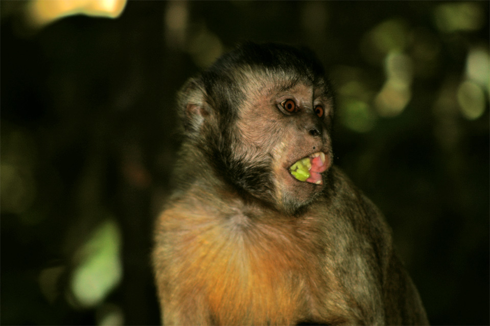 The capuchin monkeys (Cebus olivaceus).
