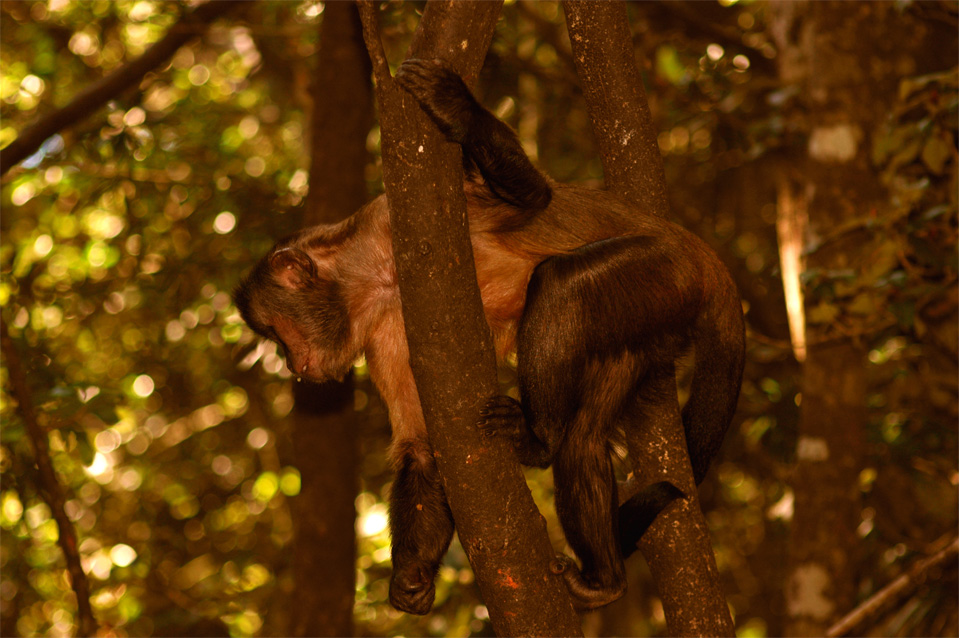 The capuchin monkeys (Cebus olivaceus).