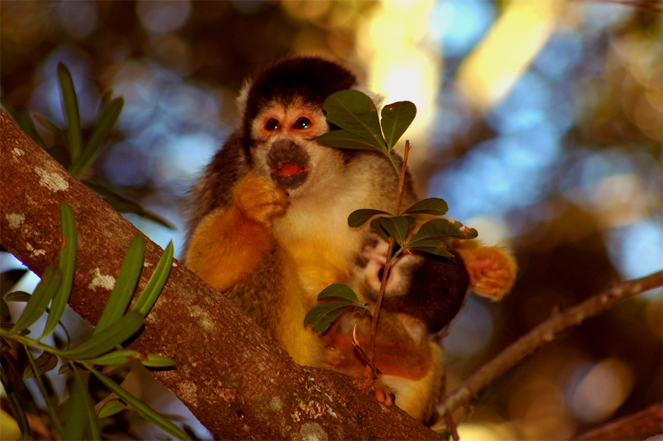 The Squirrel Monkeys (Saimiri boliviensis).