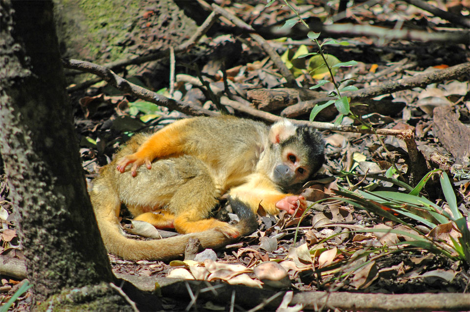A Squirrel Monkey takes a nap in a spot of the sun on the ground.