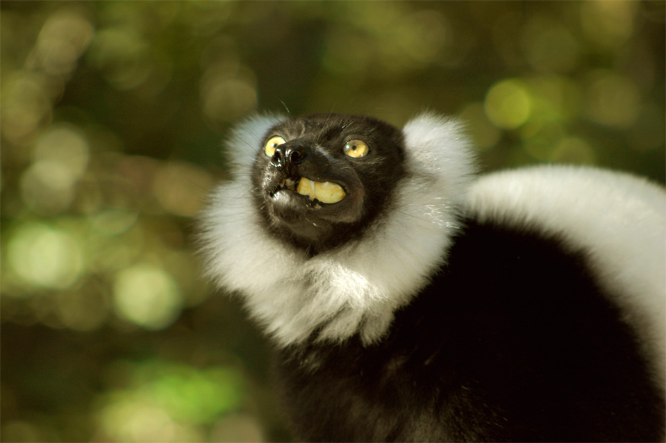 Black & White Ruffed Lemurs (Varecia variegata variegata).