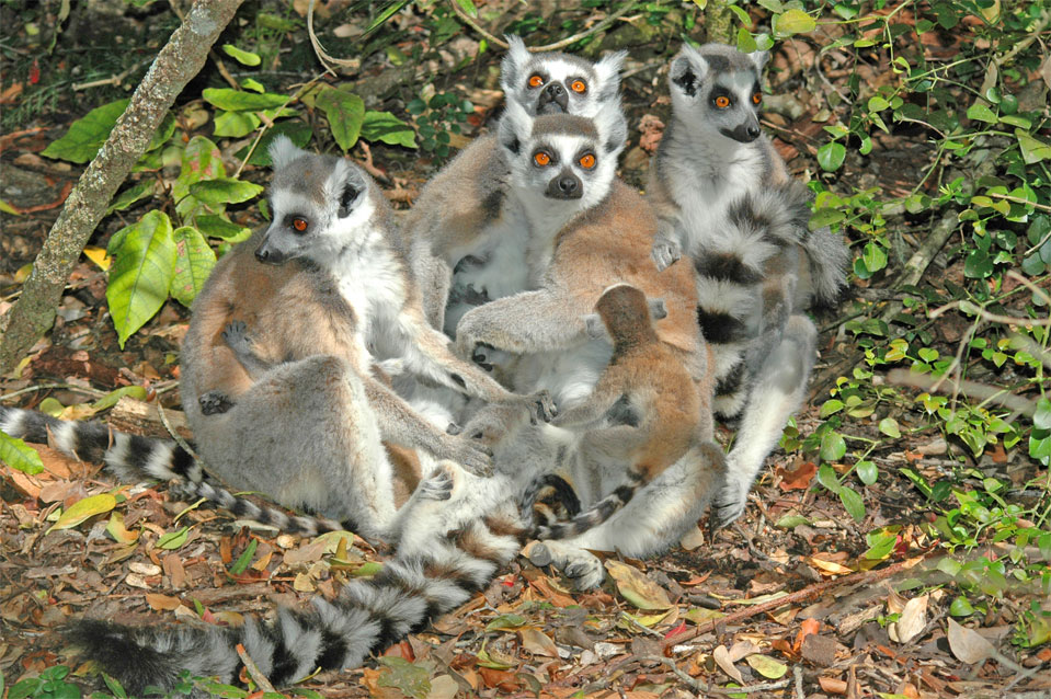 Several Katta moms with its kids cuddle up to each other.