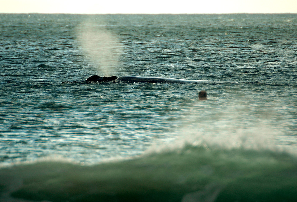 Plettenberg Bay whales | Man swam already half way to the whale close at the Robberg Beach.