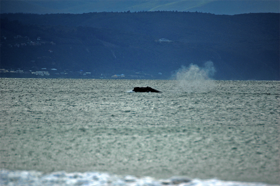 Plettenberg Bay whales | You can see the rest of the blow out of a Southern Right Whale in the Bay of Plettenberg.
