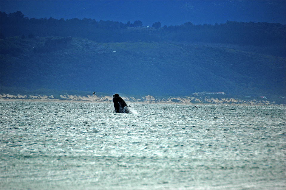 Plettenberg Bay whales | Jumping Southern Right Whale in the Bay of Plettenberg.