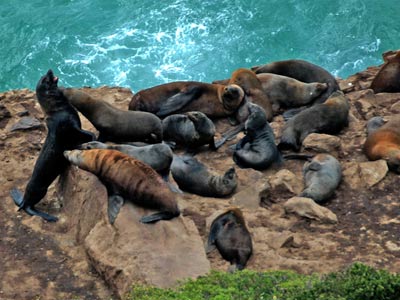 Watching Seals