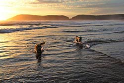 Dogs have fun by an early morning bath in the bay of Plettenberg Bay.