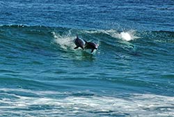 Springende Delfine in der Bucht von Plettenberg Bay.