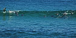 Springende Delfine in der Bucht von Plettenberg Bay.