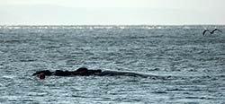 und berührt den Wal am Kopf in der Bucht von Plettenberg Bay.