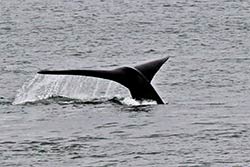 Whale shows his fluke in Plettenberg Bay.
